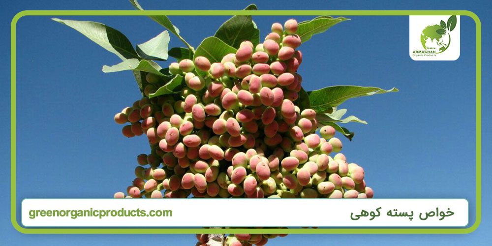 خواص پسته کوهی