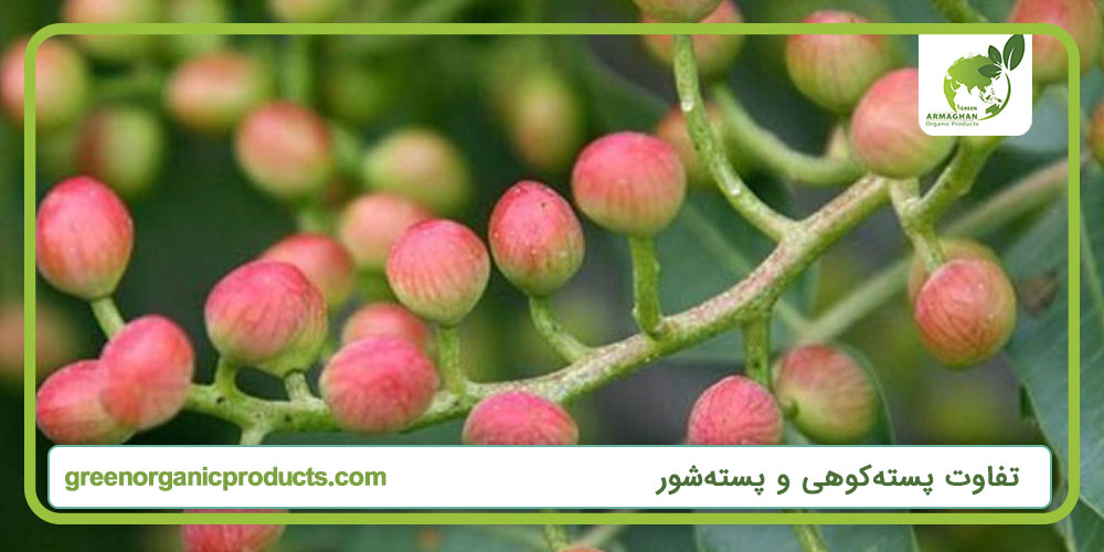 تفاوت پسته کوهی و پسته وحشی