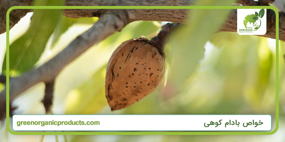 خواص بادام کوهی
