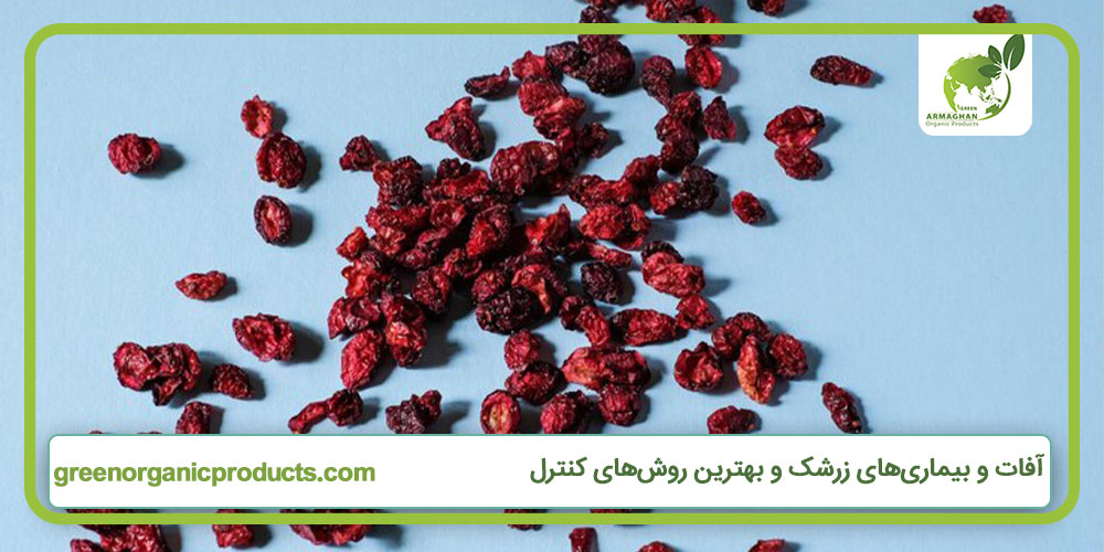 آفات و بیماری‌های زرشک و بهترین روش‌های کنترل