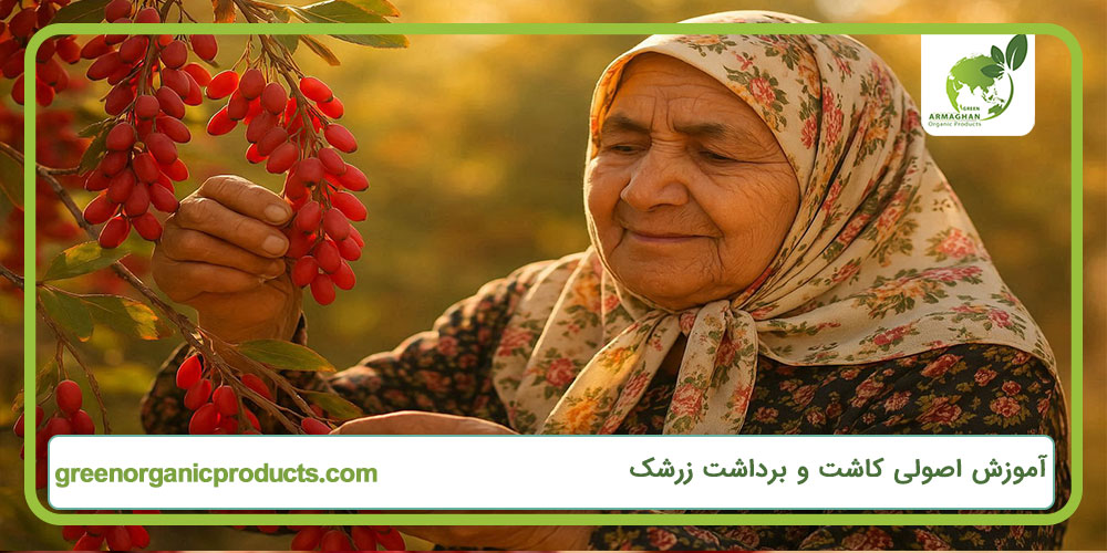 آموزش اصولی کاشت و برداشت زرشک