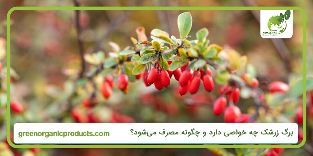 برگ زرشک چه خواصی دارد و چگونه مصرف می‌شود؟