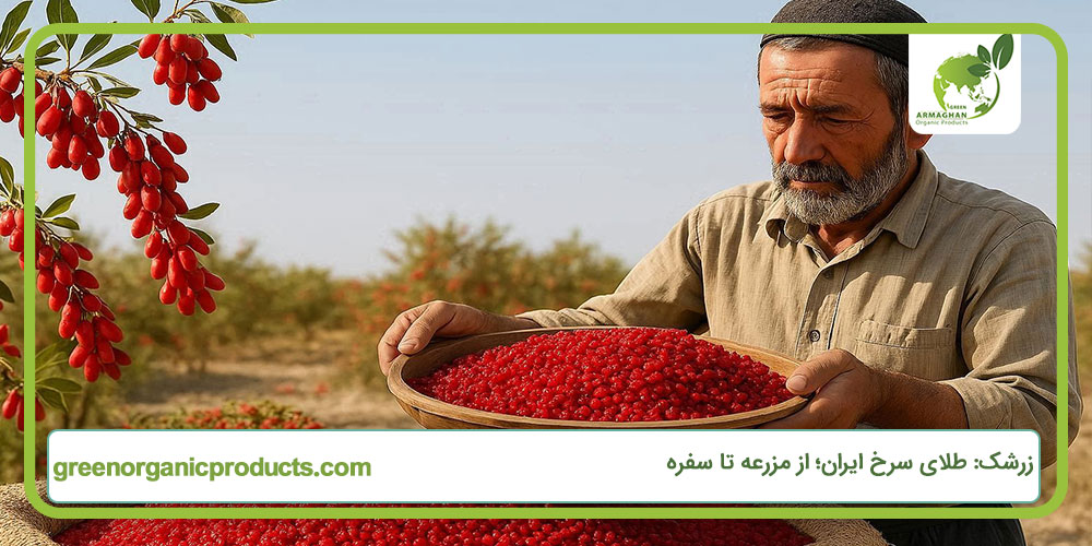 زرشک: طلای سرخ ایران؛ از مزرعه تا سفره