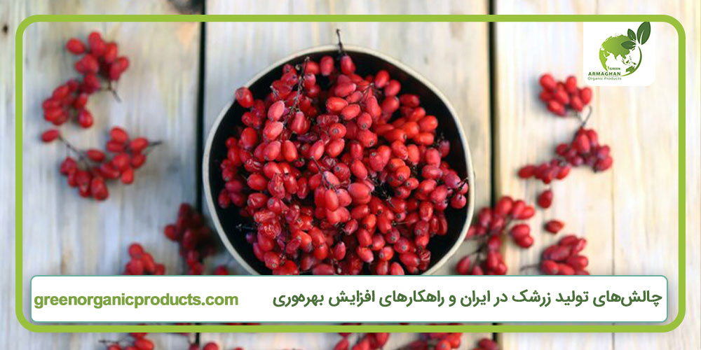 چالش‌های تولید زرشک در ایران و راهکارهای افزایش بهره‌وری